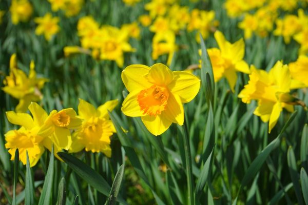 daffodil-324106_1280_narzissen_pixabay Pflanzaktionen